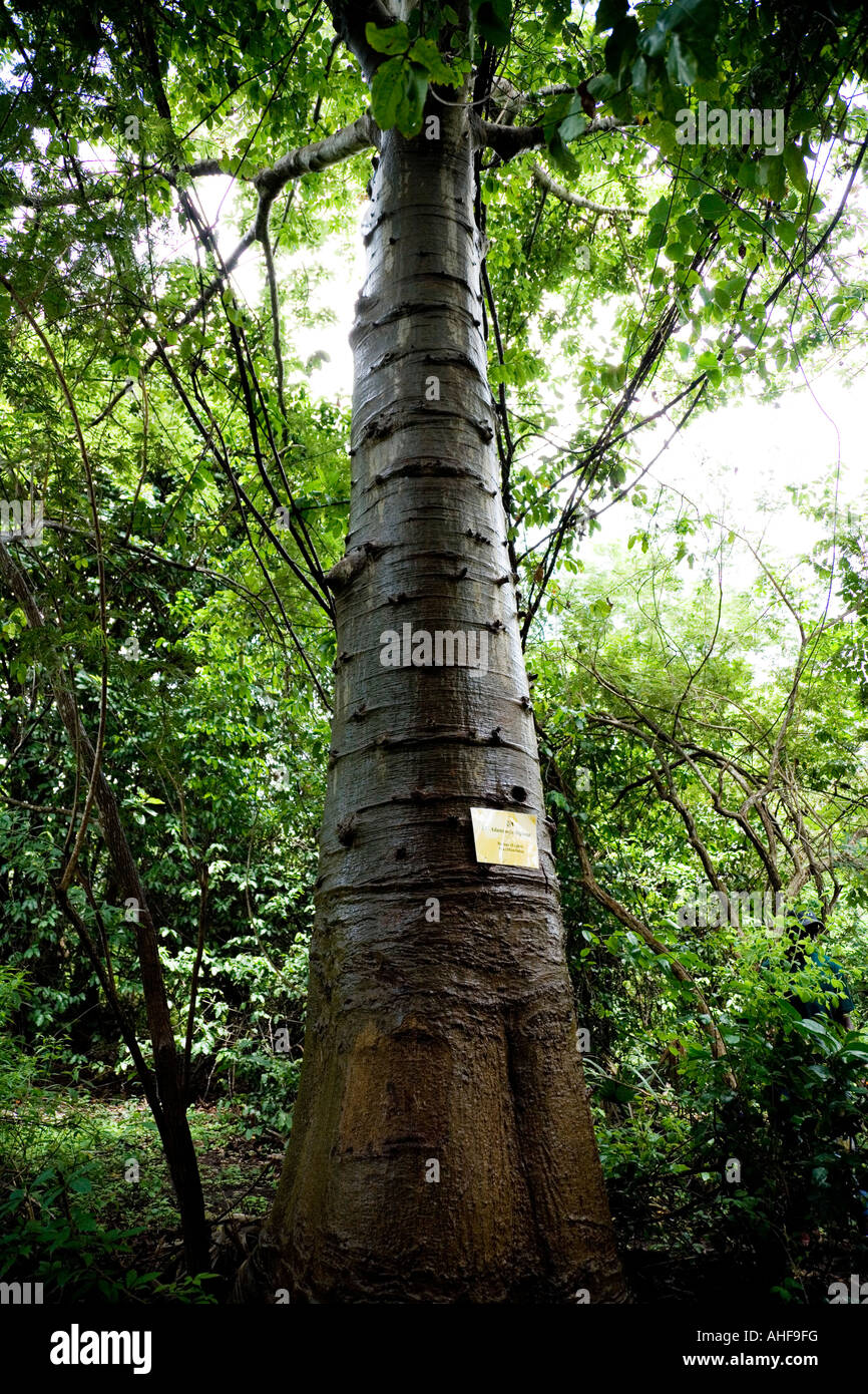 Baobab à Makasutu Nature et réserve culturelle, de la Gambie, en Afrique pendant la saison des pluies humides Banque D'Images