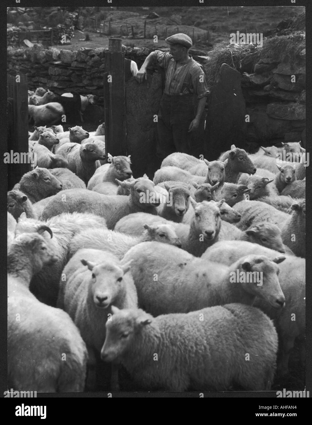 L'élevage de moutons gallois Banque D'Images