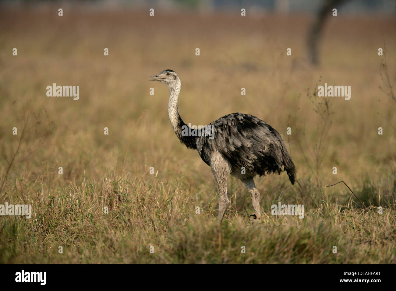 Rhea americana nandou Banque D'Images