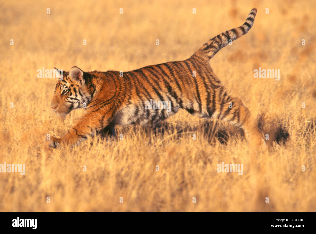 Bebe Tigre Du Bengale En Marche Photo Stock Alamy