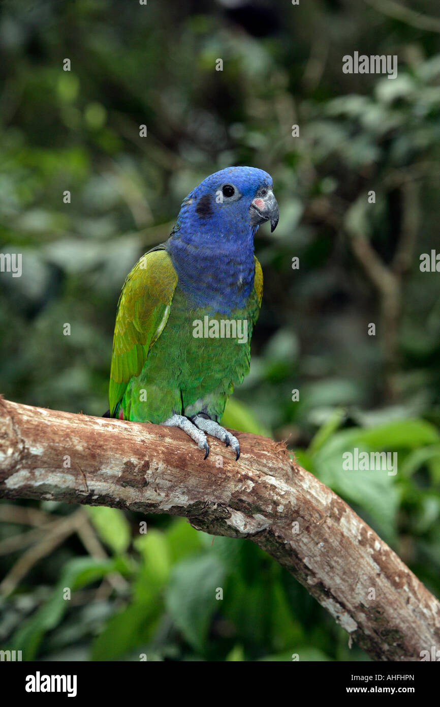 Parrot Pionus menstruus Blue dirigé Brésil Banque D'Images