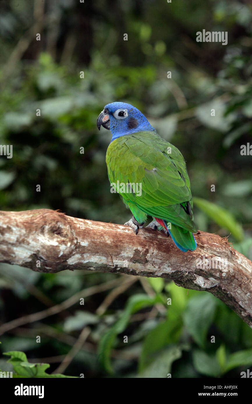 Parrot Pionus menstruus Blue dirigé Brésil Banque D'Images