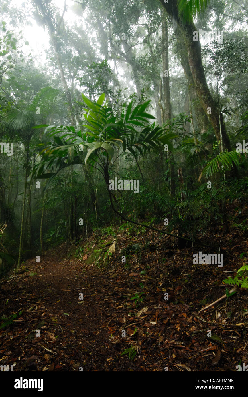 Sentier dans la jungle Banque D'Images