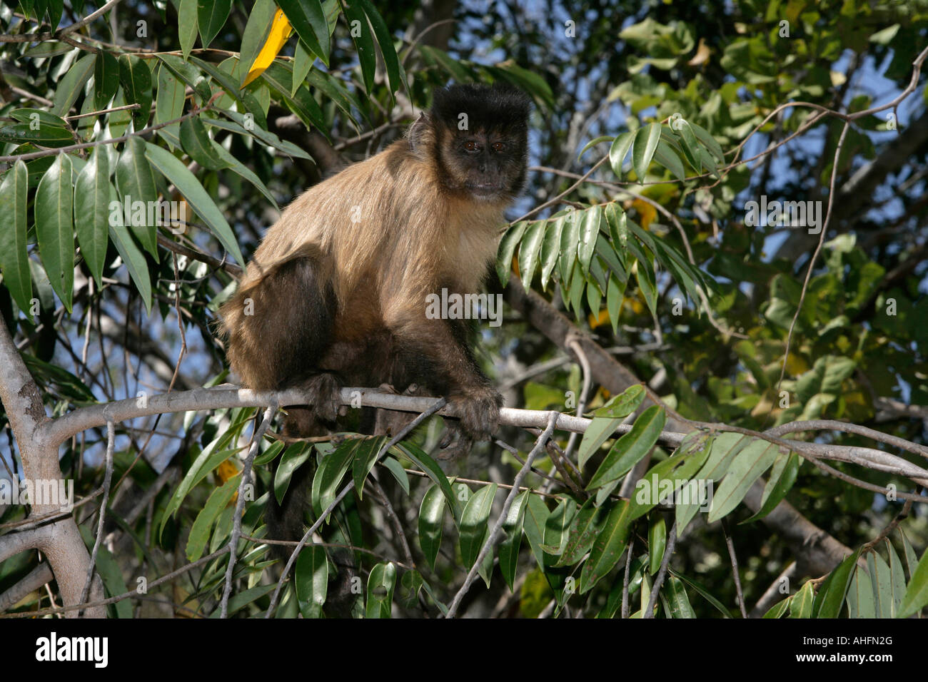 Capucin brun ou noir-striped ou capucin capucin barbu, libidinosus Cebus, Jacinthe Vallée, Banque D'Images