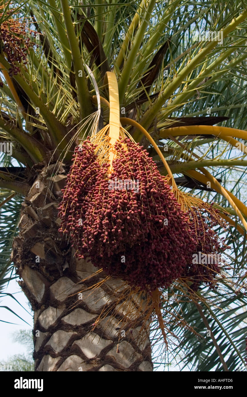 Dates rouge accrocher vers le bas de la couronne d'un palmier Saint-marin le comté de Los Angeles Banque D'Images