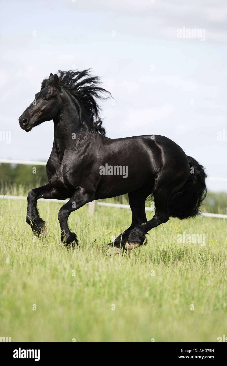 Cheval frison. Adulte galopant sur une prairie Banque D'Images