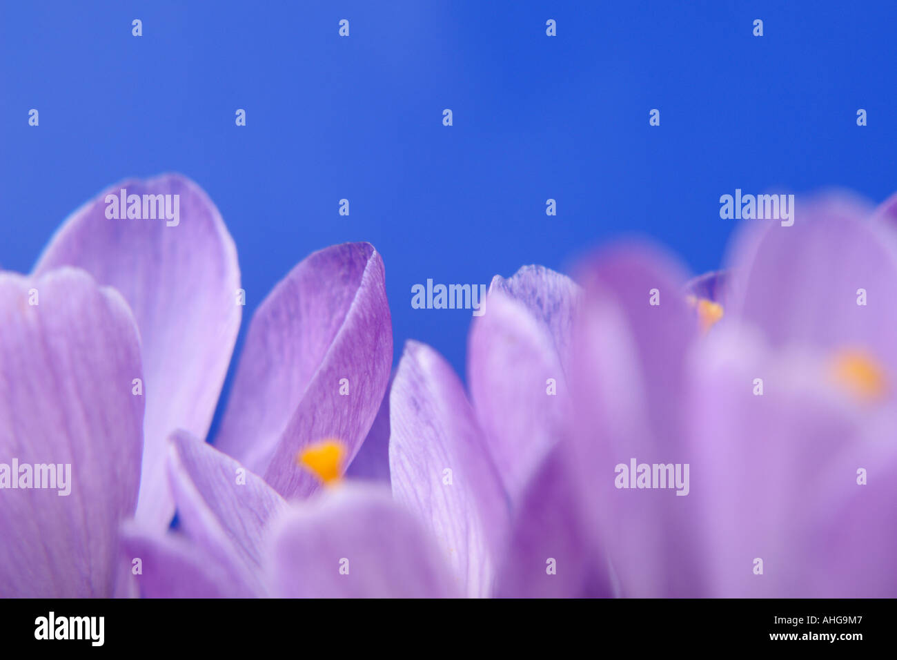 Crocus contre le ciel Banque D'Images