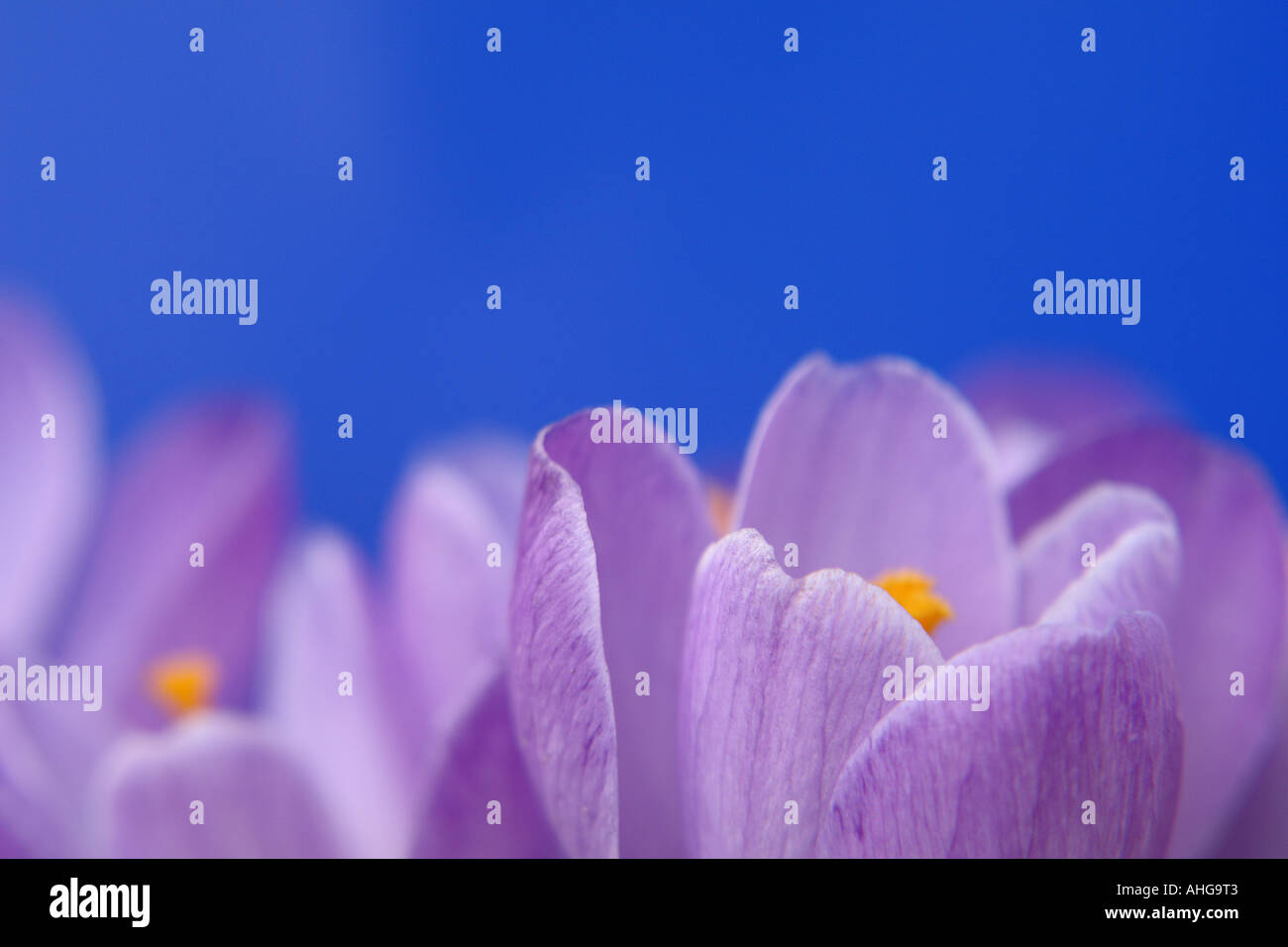 Crocus contre le ciel Banque D'Images