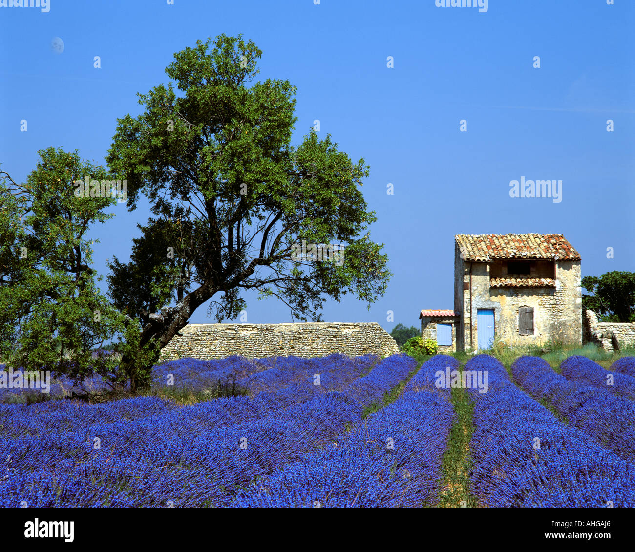 FR - ALPES-DE-HAUTE-PROVENCE : champ de lavande et d'arbre sur le Plateau de Valensole près de Montagnac-montpezat Banque D'Images