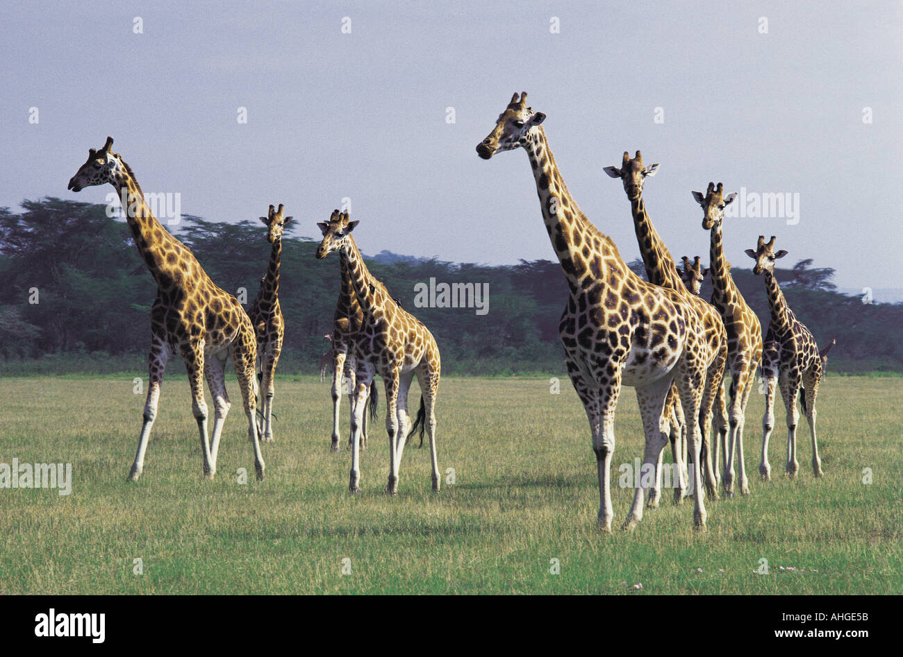 Un troupeau de girafes Rothschild s dans Parc national du lac Nakuru Kenya Afrique de l'Est Banque D'Images