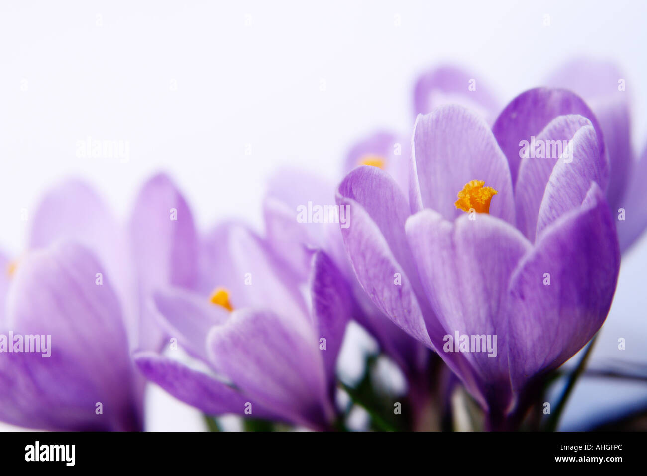 Crocus isolated on white Banque D'Images