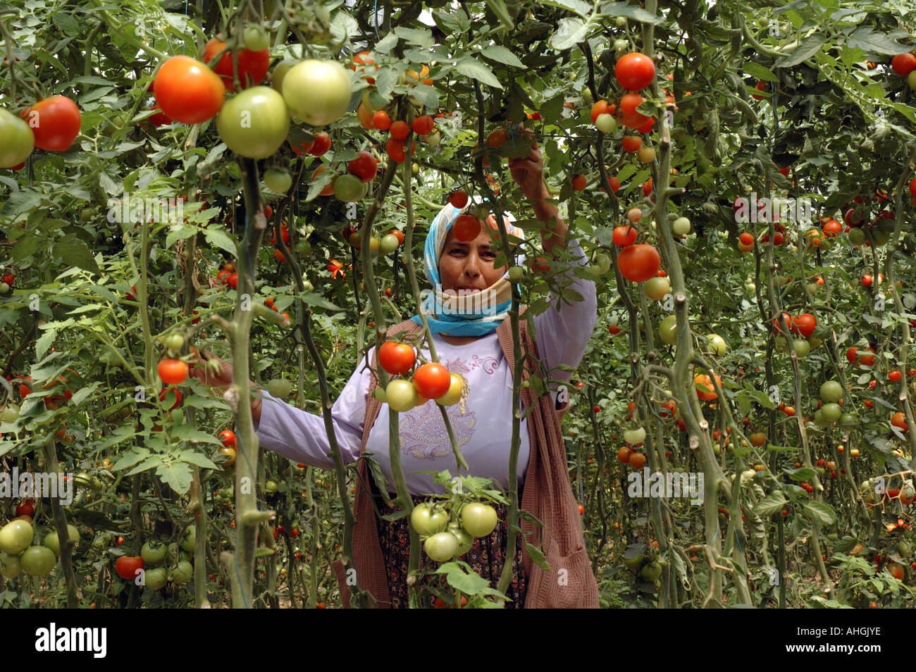 Les travailleurs migrants picking tomatoes des émissions de près de dans le sud de la Turquie Yesilkoy. Banque D'Images