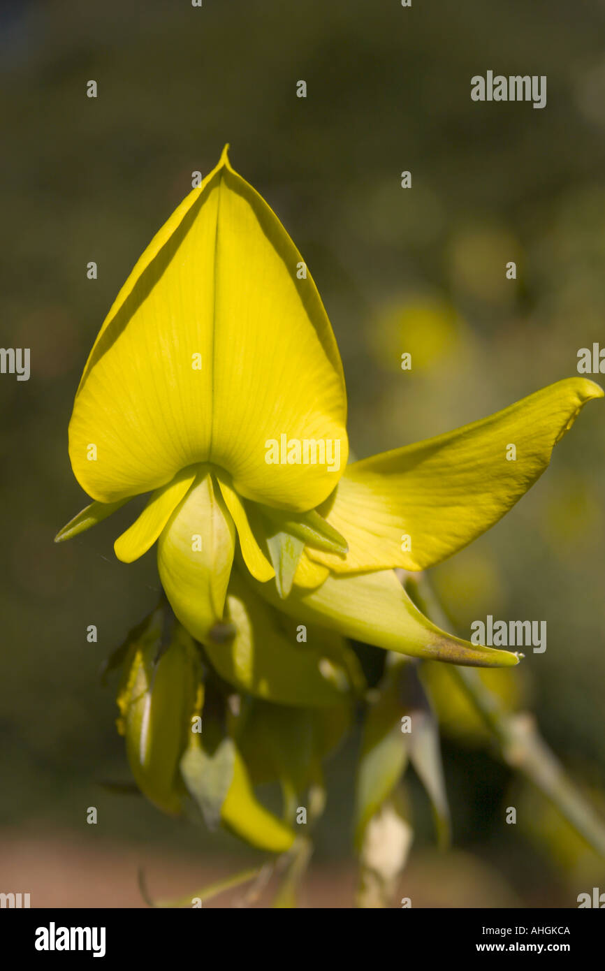 Fleur d'oiseaux, Crotalaria Banque D'Images