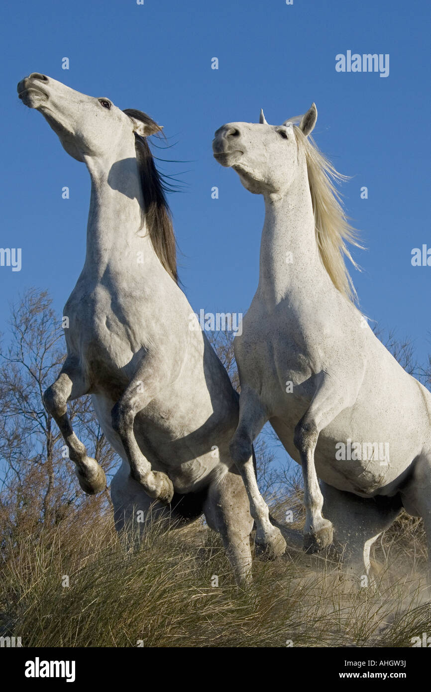 Deux chevaux d'élevage - Banque D'Images