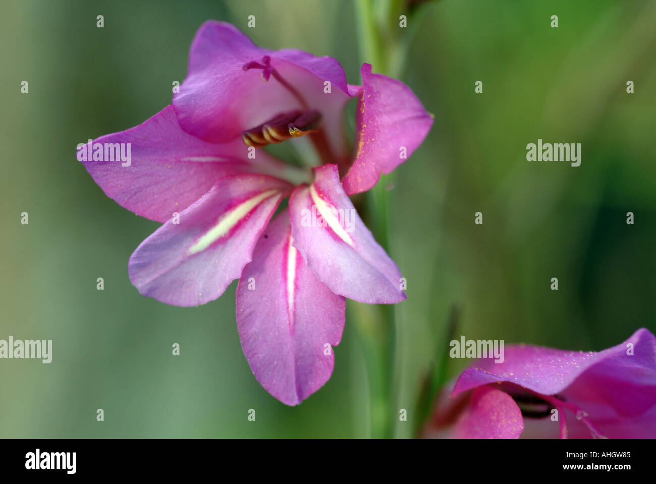 Fleur sauvage Gladiolus illyricus Espagne Banque D'Images