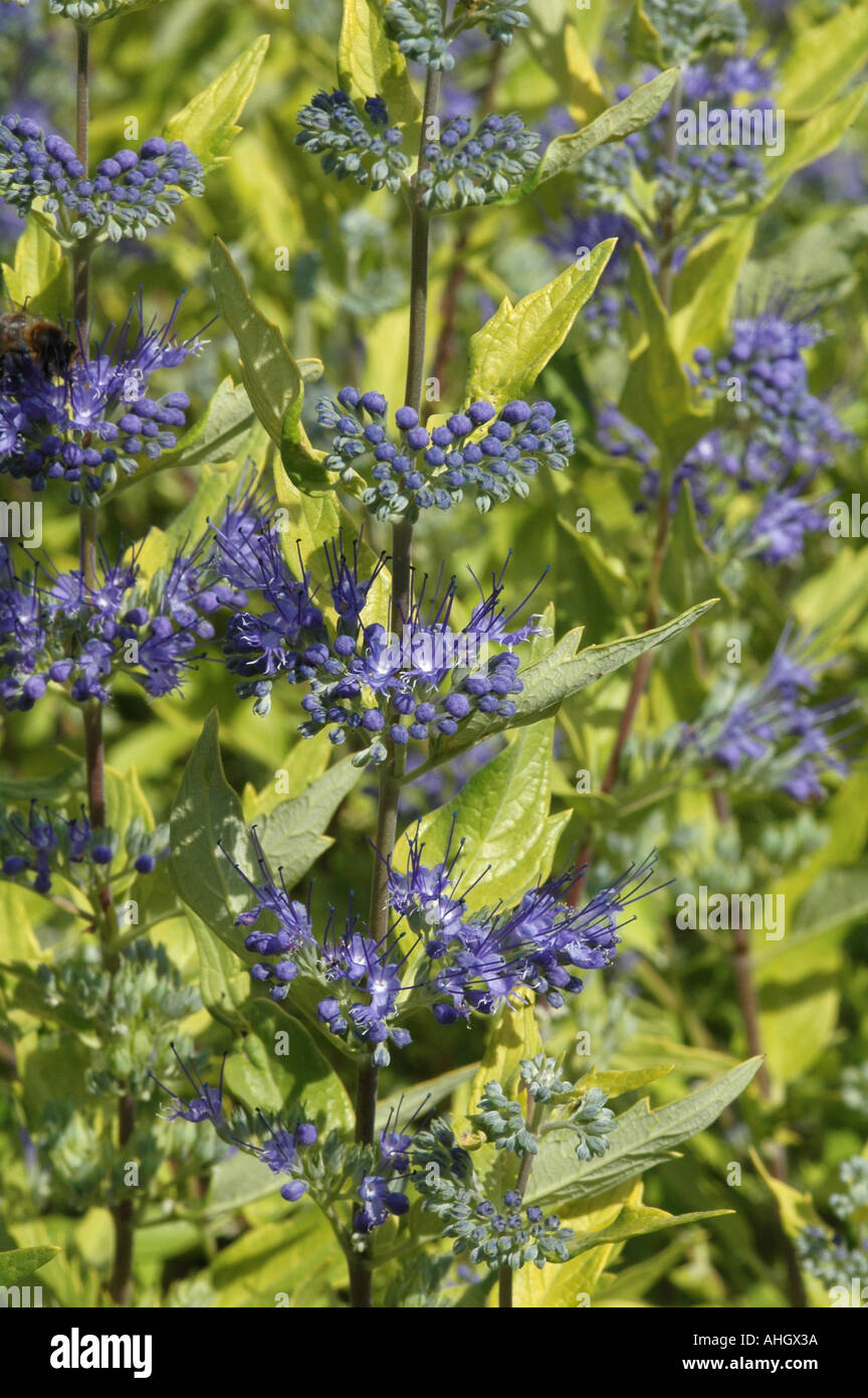 Caryopteris x clandonensis Worcester Gold Aurea Banque D'Images