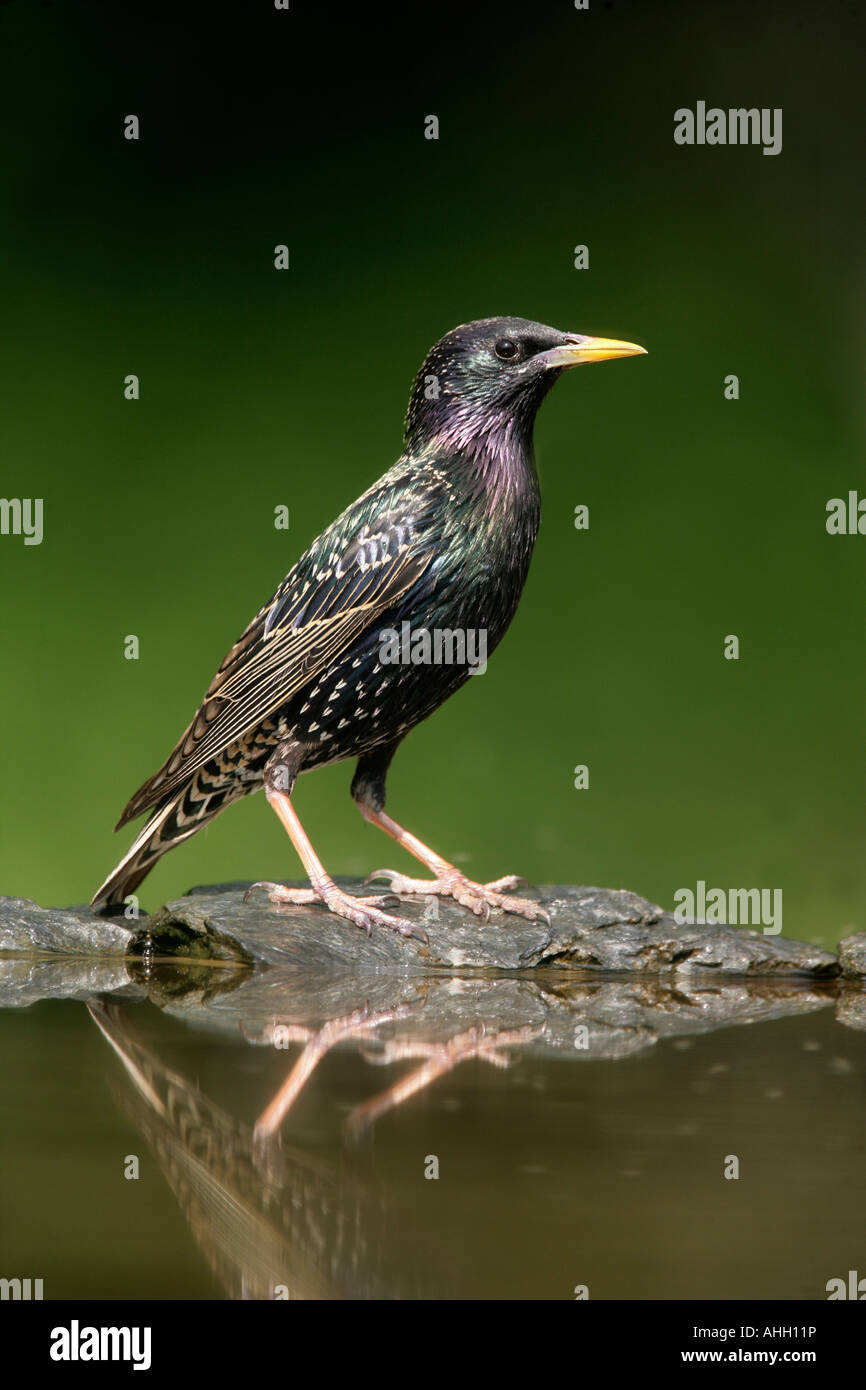 Starling Sturnus vulgaris Hongrie Banque D'Images