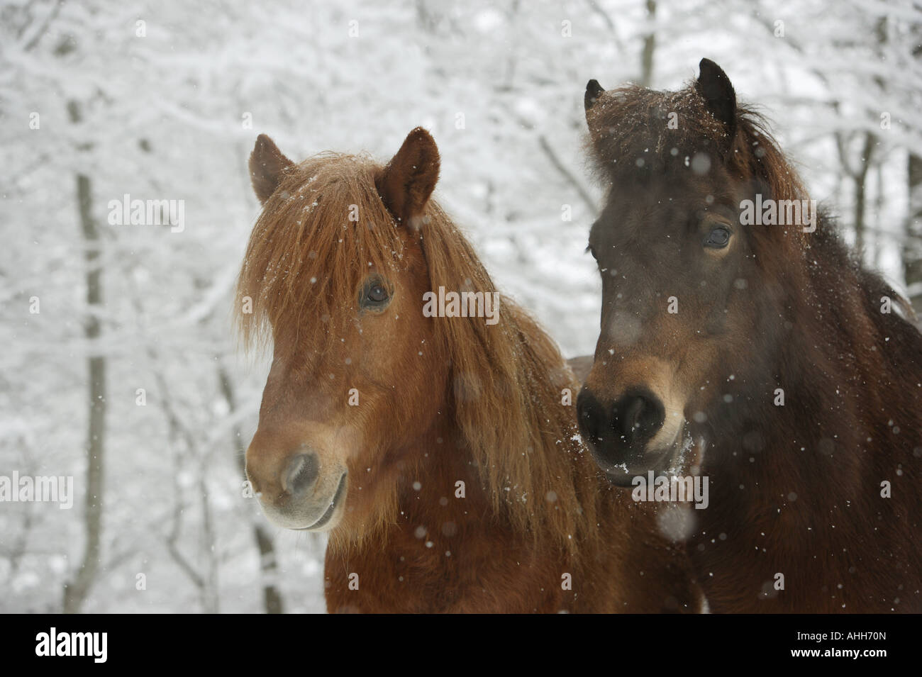 Deux chevaux Islandais - portrait - hiver Banque D'Images