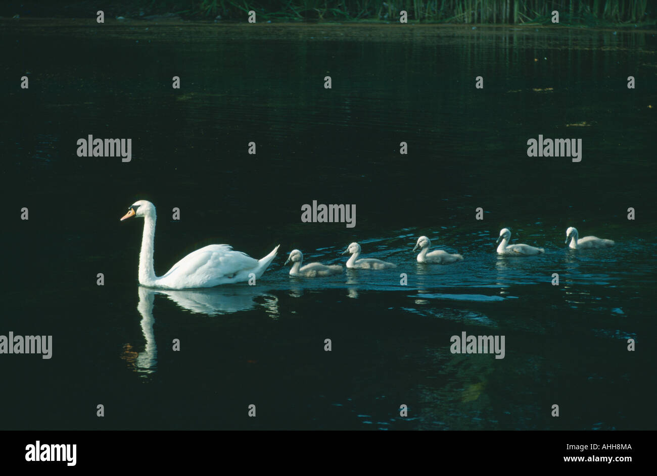 L'Angleterre avec cygnets Swan dans la lignée dans l'eau Banque D'Images