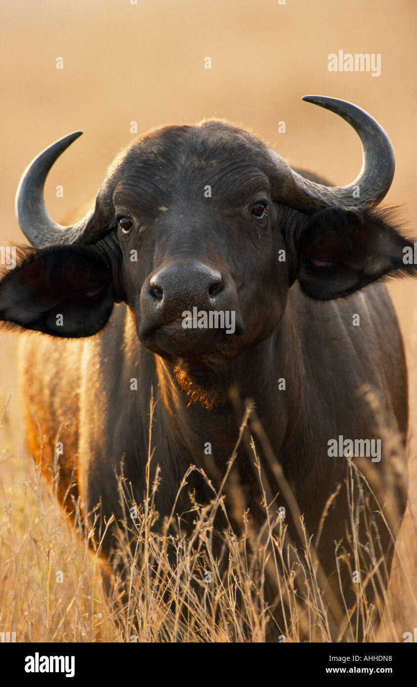 Le Masai Mara au Kenya Banque D'Images