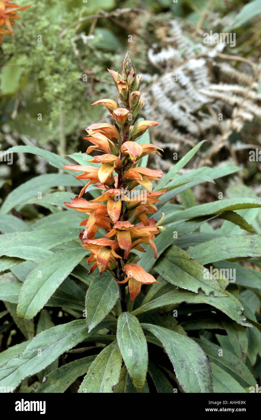 Île des Canaries Foxglove (Isoplexis canariensis), inflorescence, Canaries, Tenerife Banque D'Images