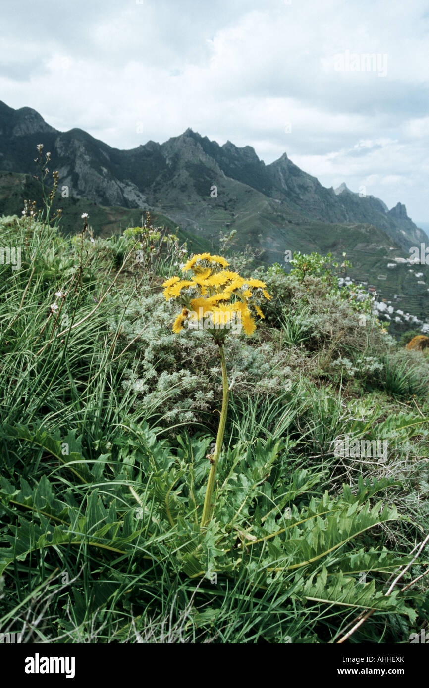 Le laiteron (Sonchus acaulis), seule plante en fleurs dans des paysages de montagne, Canaries, Tenerife Banque D'Images