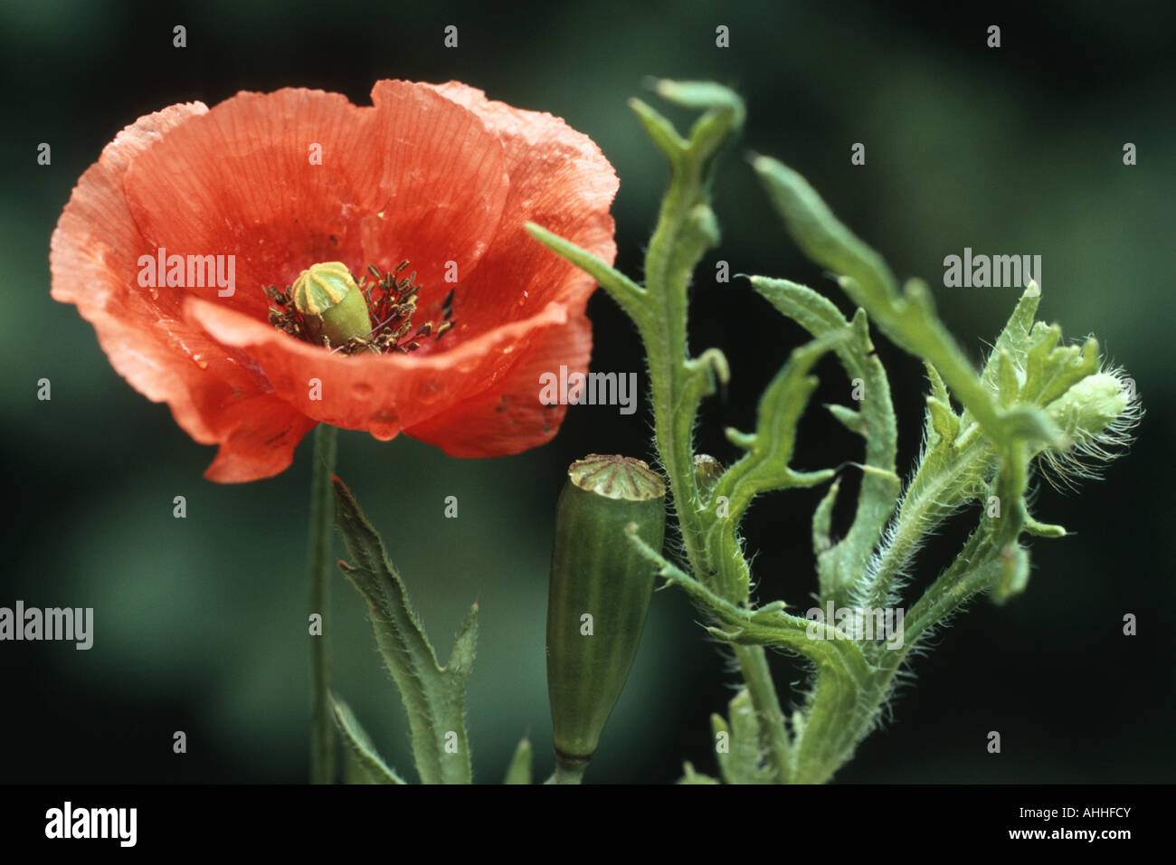 À tête longue, de pavot à opium (Papaver dubium champ), fleur Banque D'Images