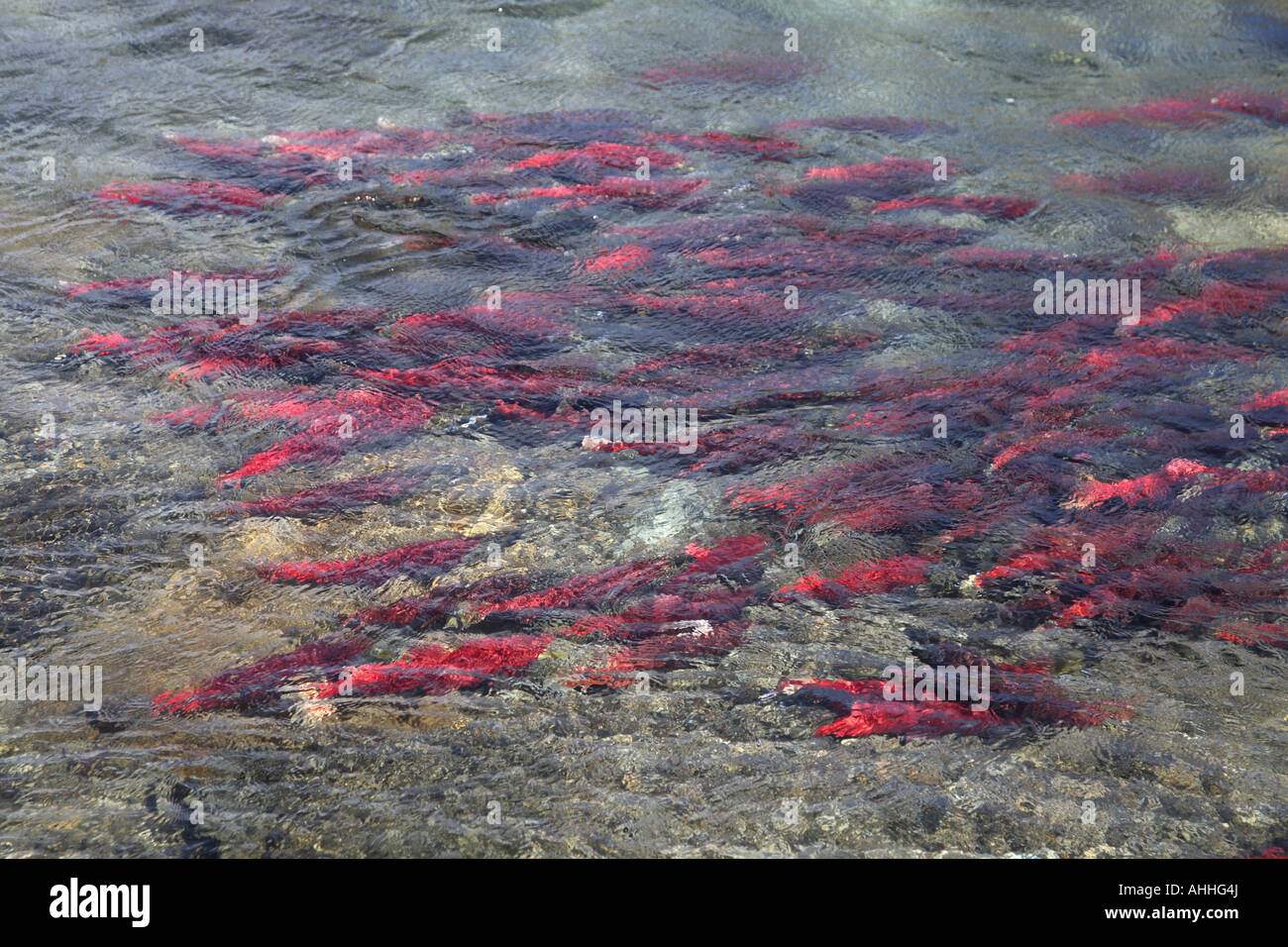 Le saumon rouge, le saumon rouge, le saumon rouge, bleu (Oncorhynchus nerka), l'école sous l'eau, USA, Alaska Banque D'Images