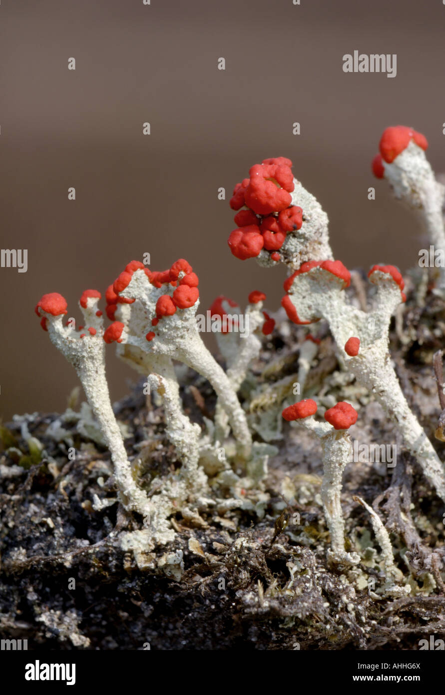 Cladonia bellidiflora (Cladonia bellidiflora), Royaume-Uni, Ecosse, Highlands Banque D'Images