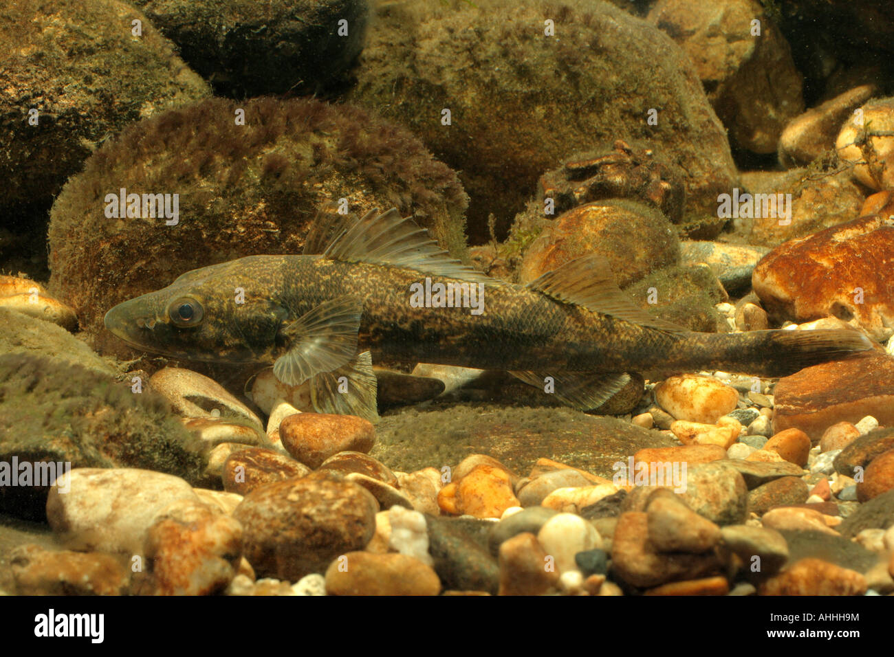 Zingel (Zingel zingel), 250 mm plus de bardeau, Allemagne, Bavière, Danube Banque D'Images