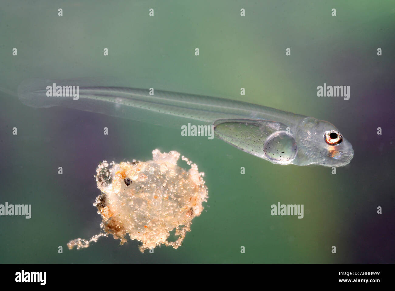 Streber (Zingel streber) larve éclose, à côté de la coquille, l'Allemagne, la Bavière Banque D'Images