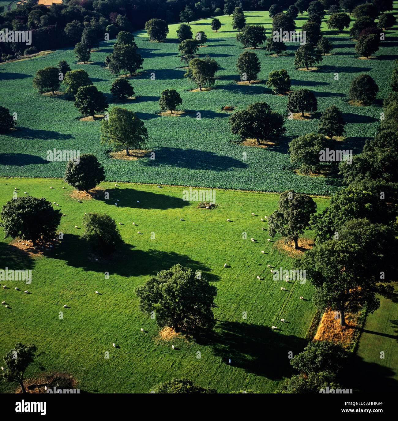 Les arbres dans un parc de pâturage avec des moutons UK Vue aérienne Banque D'Images