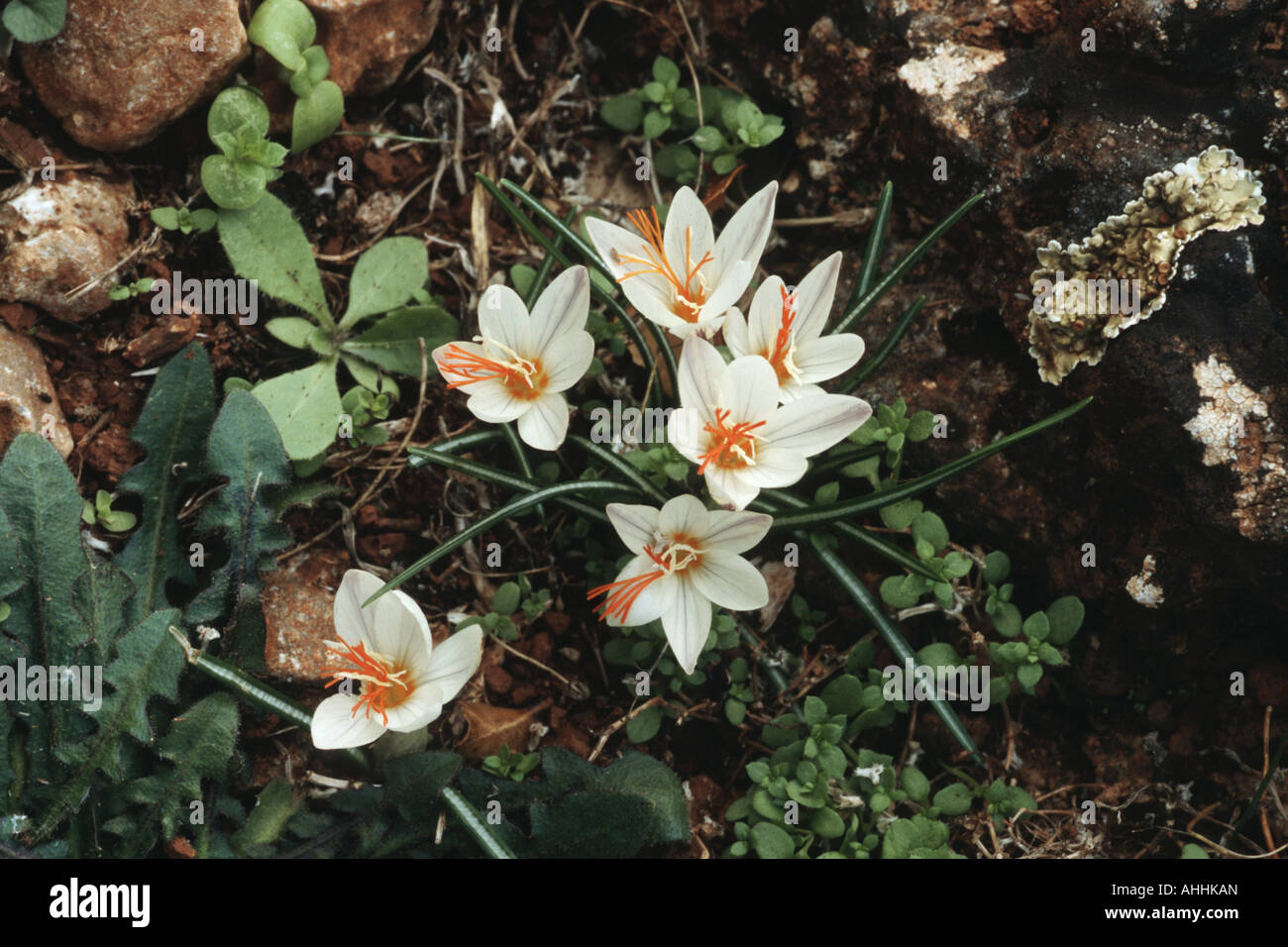 Crocus (Crocus laevigatus juste), de plantes fleuries, de la Grèce, le Creta Banque D'Images