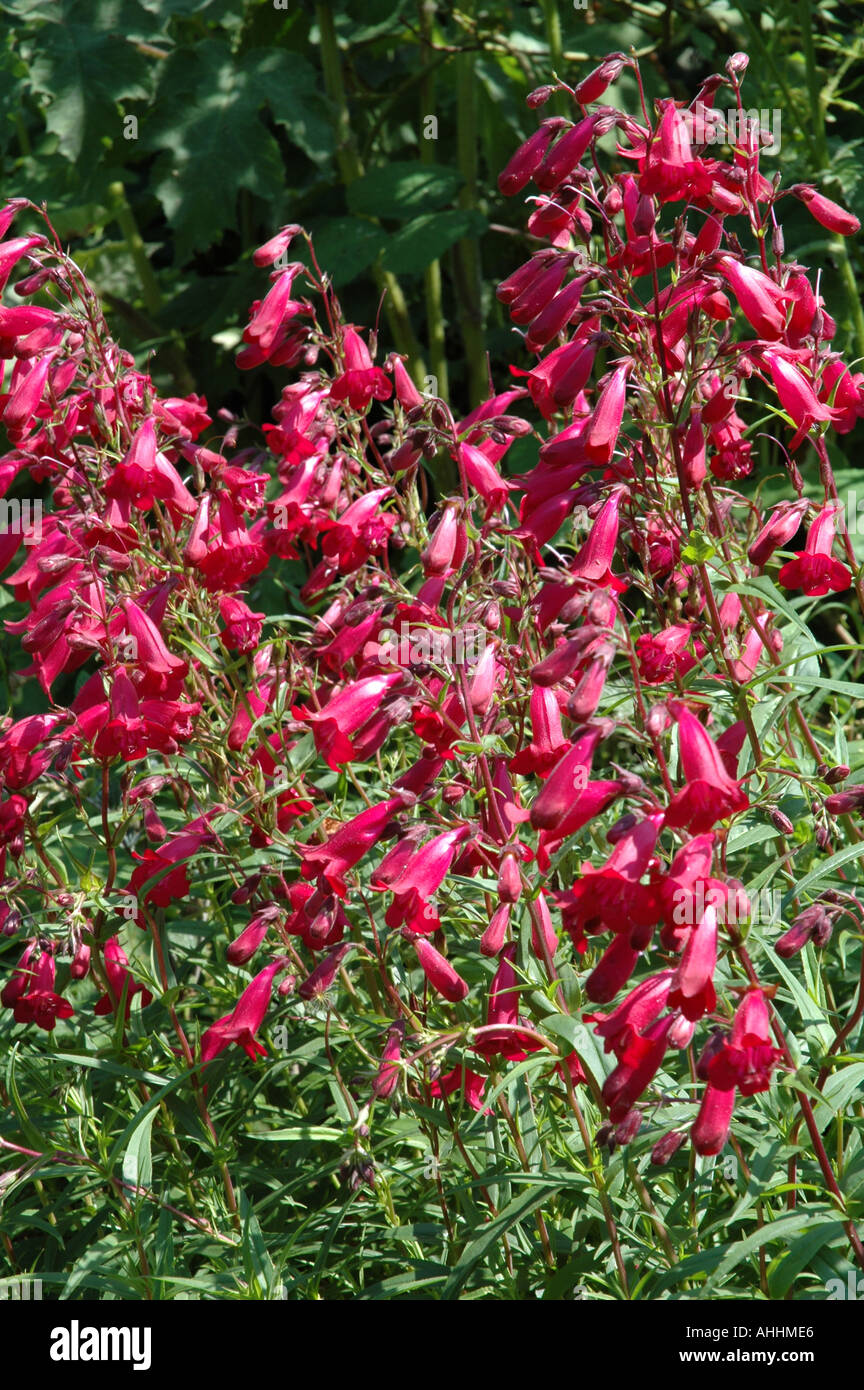 Penstemon Friedrich Hahn Garnett vivaces fleurissent en été Banque D'Images