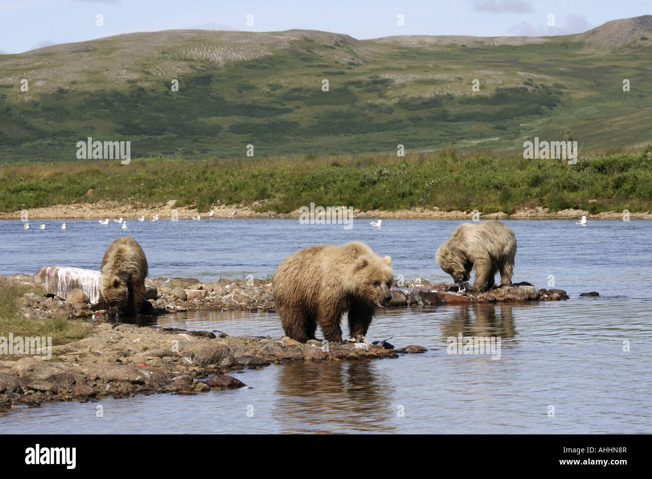 Ours brun, l'ours grizzli (Ursus arctos horribilis), le grizzli avec deux jeunes sur l'alimentation animale, USA, Alaska Banque D'Images