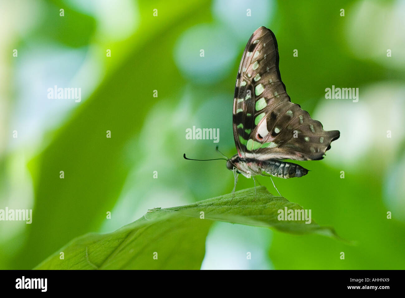 Papillon d'émeraude Banque D'Images