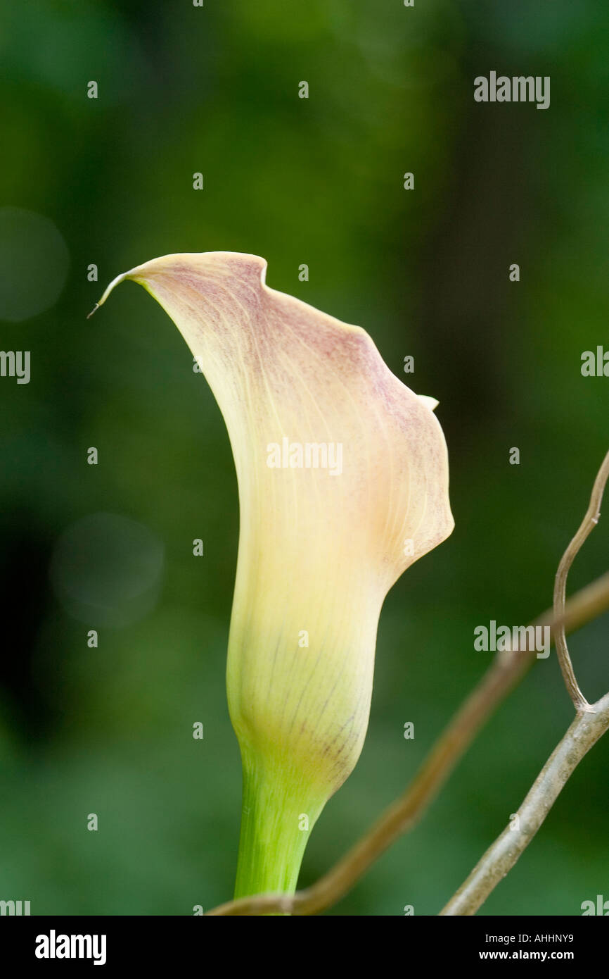 Calla Lily Banque D'Images