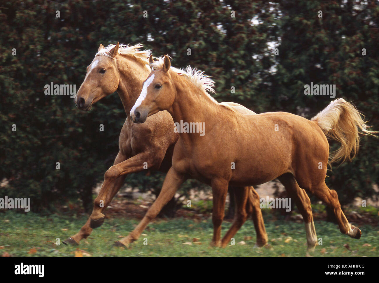 Deux chevaux Kinsky on meadow Banque D'Images