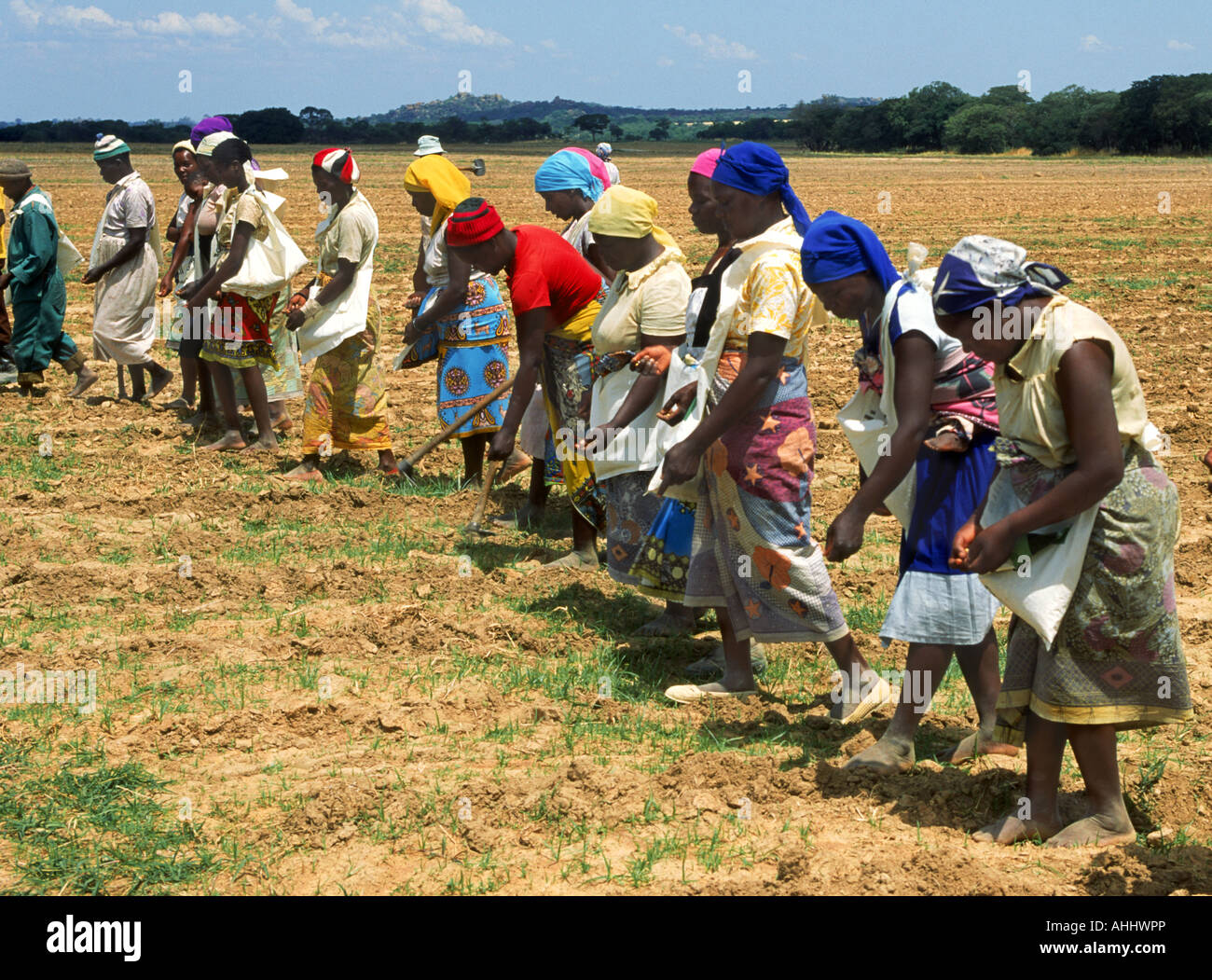 Rangée de femmes africaines habillées de couleurs vives planter du maïs au Zimbabwe Banque D'Images