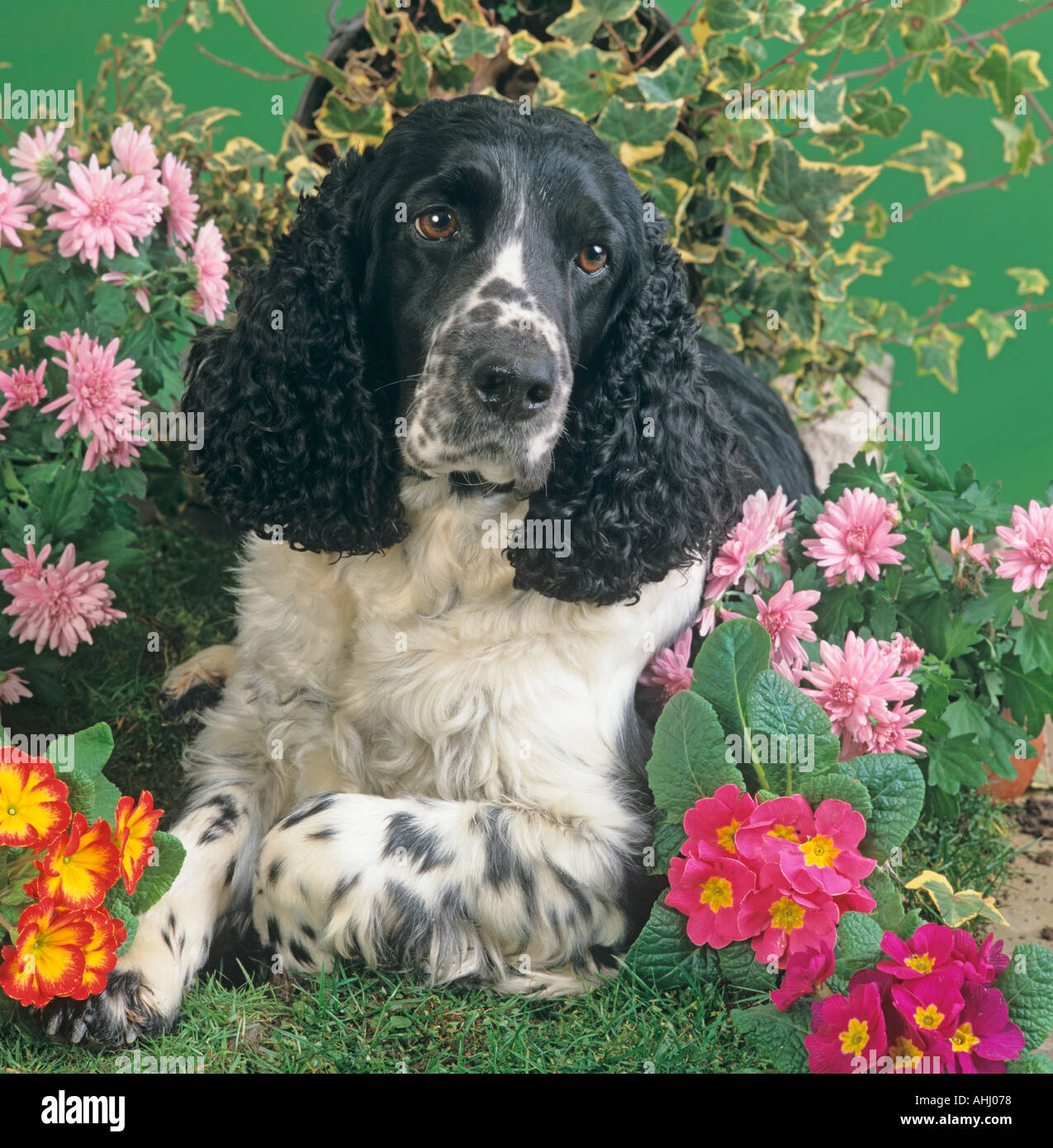 English Springer Spaniel avec fleurs de printemps Banque D'Images