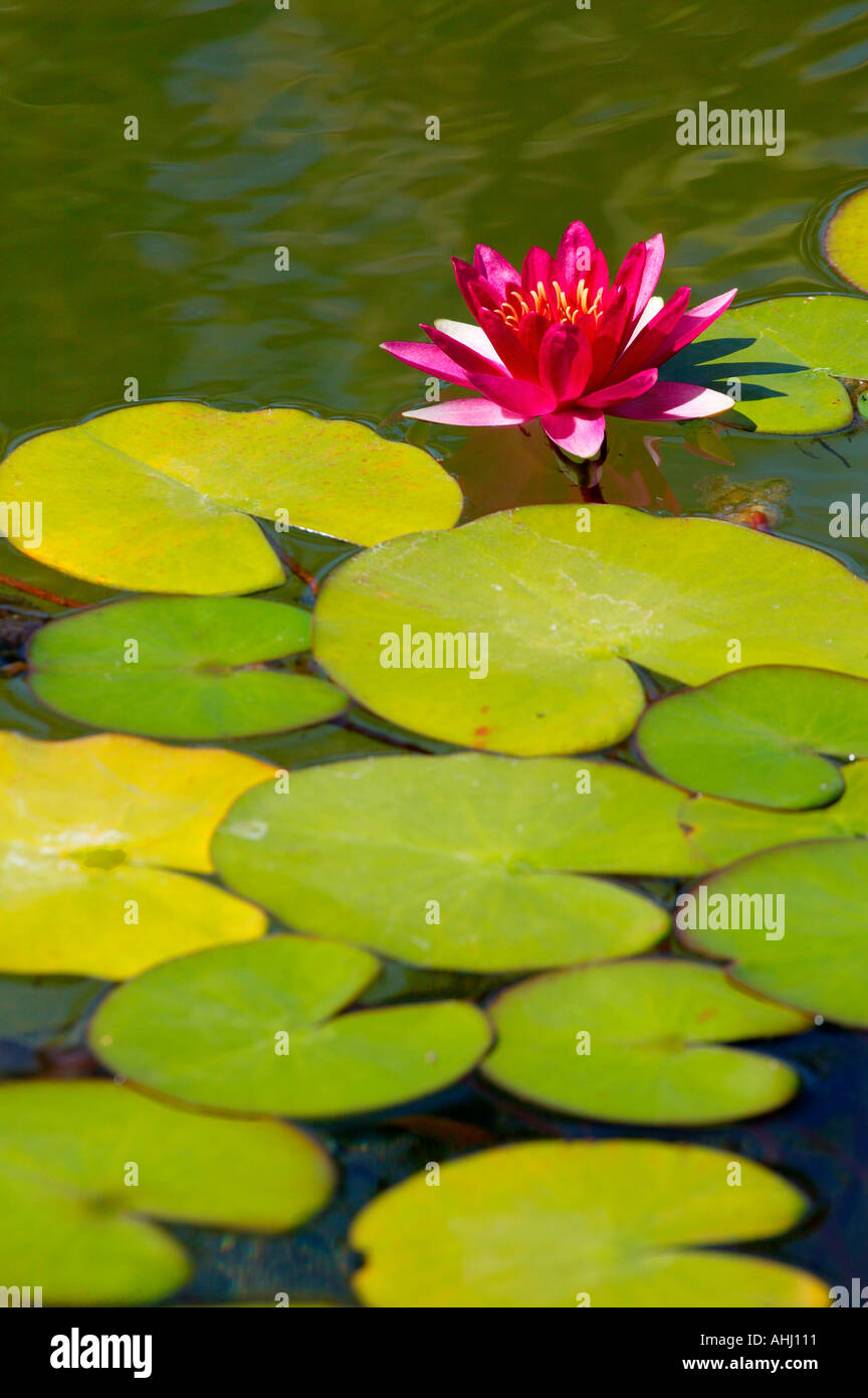 L'étang en face du Jardin Botanique Building Balboa Park San Diego Californie Banque D'Images