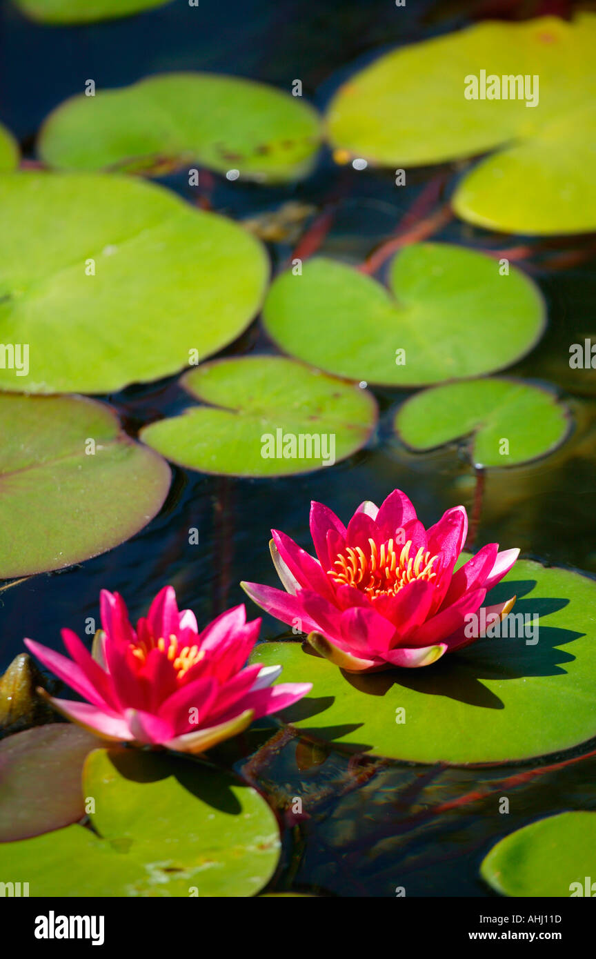 L'étang en face du Jardin Botanique Building Balboa Park San Diego Californie Banque D'Images