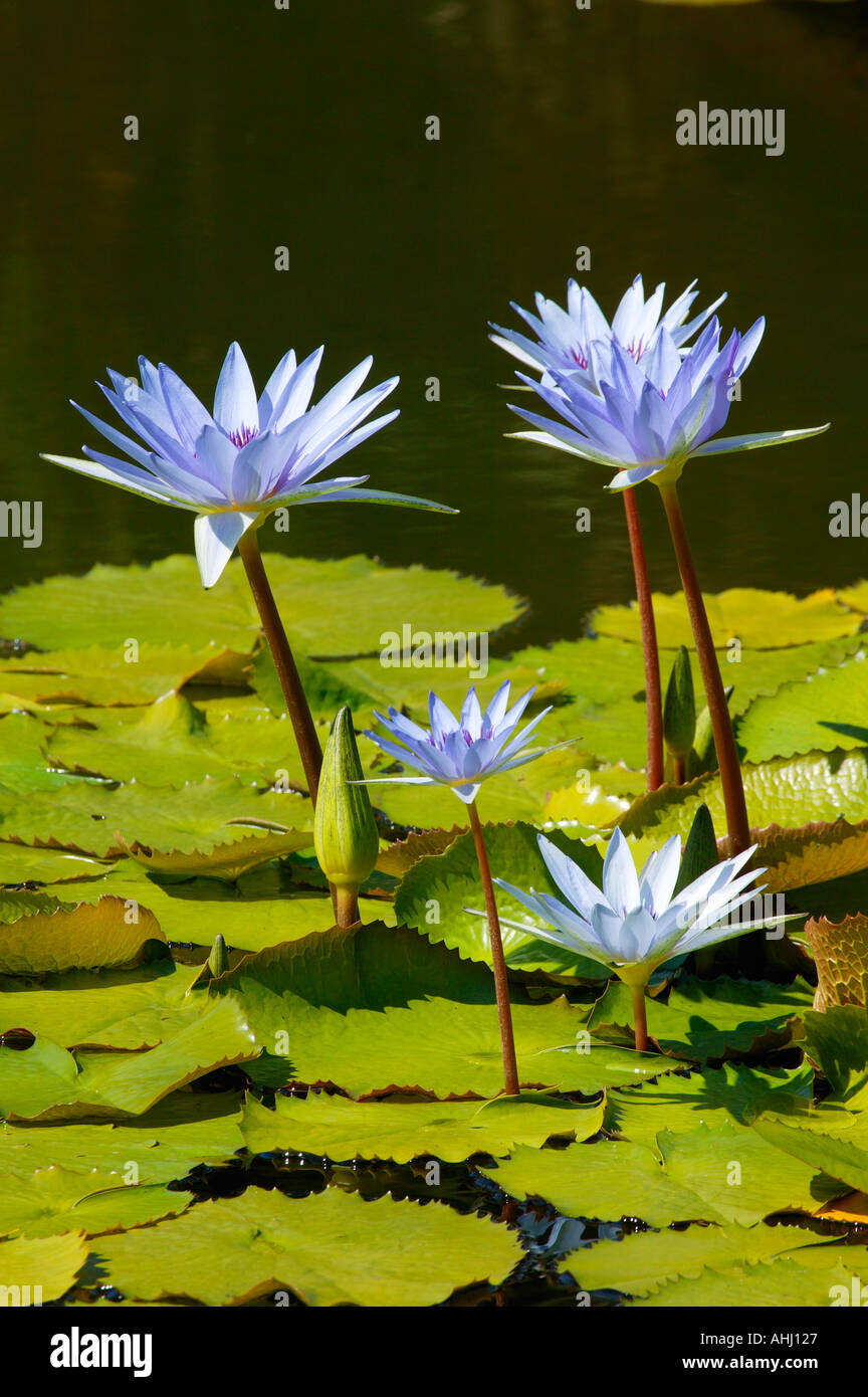 L'étang en face du Jardin Botanique Building Balboa Park San Diego Californie Banque D'Images