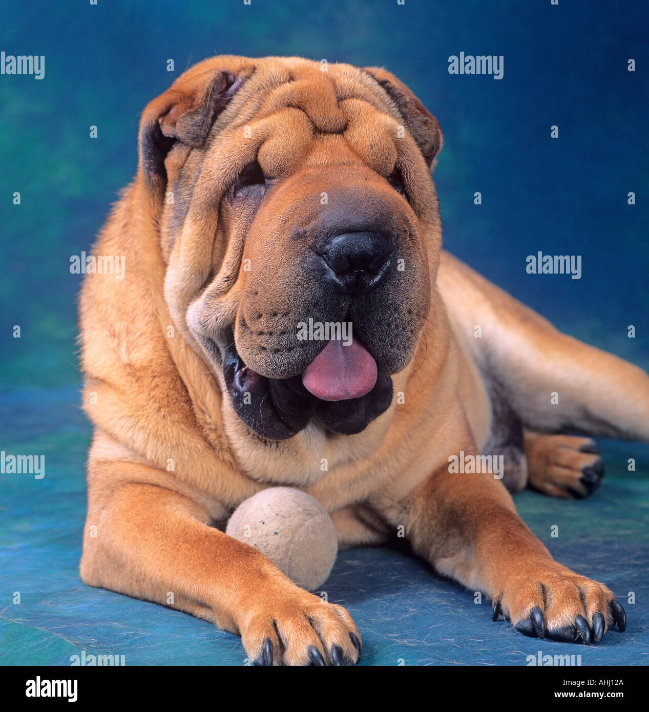 Le portrait de chien Shar PEI Banque D'Images