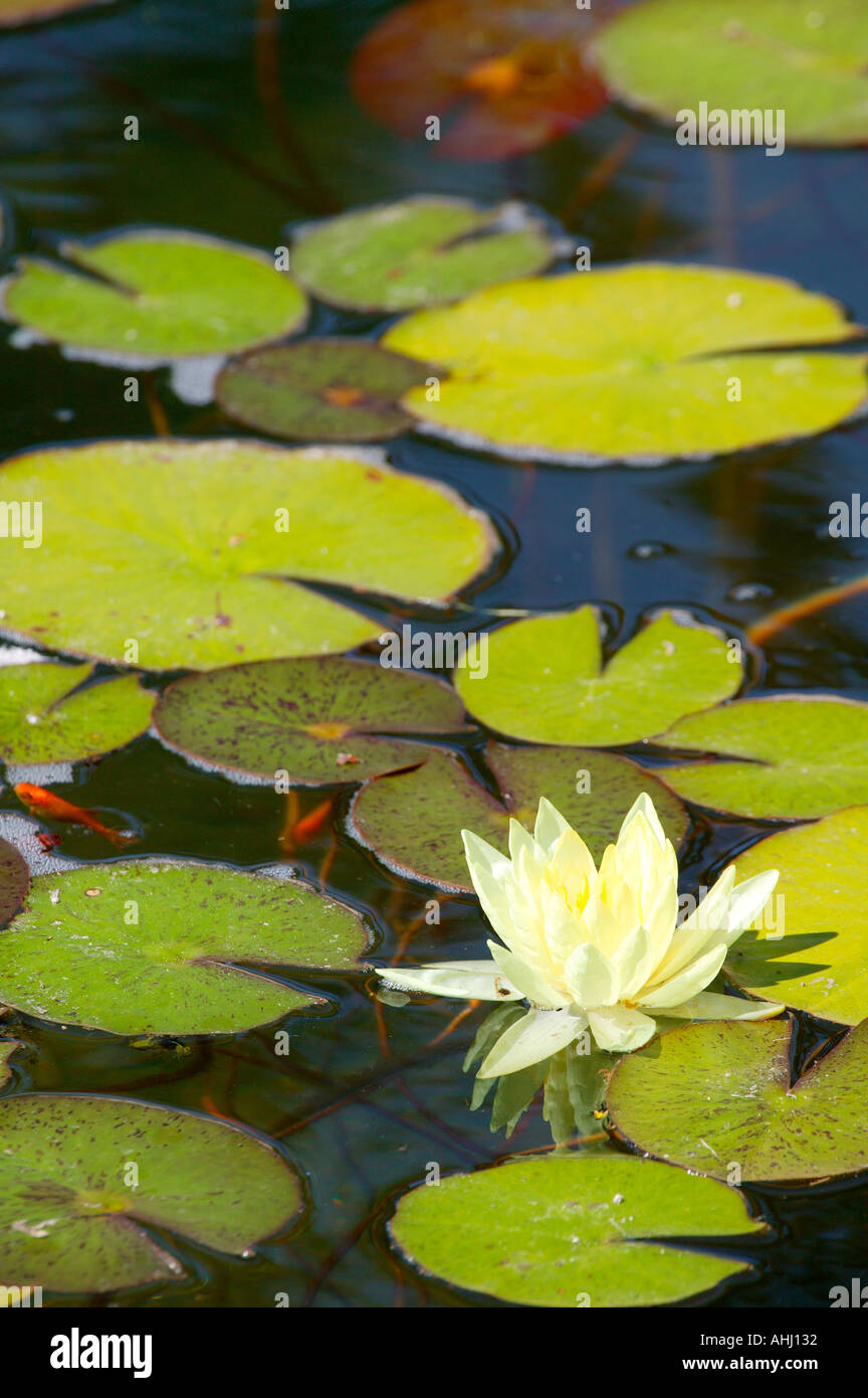 L'étang en face du Jardin Botanique Building Balboa Park San Diego Californie jaune vert Banque D'Images