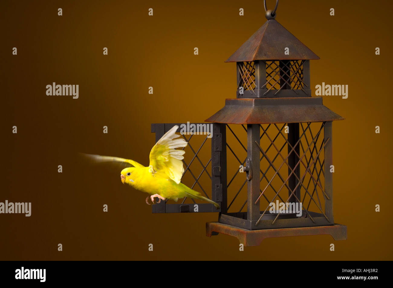 Bird escaping cage Banque de photographies et d'images à haute résolution -  Alamy