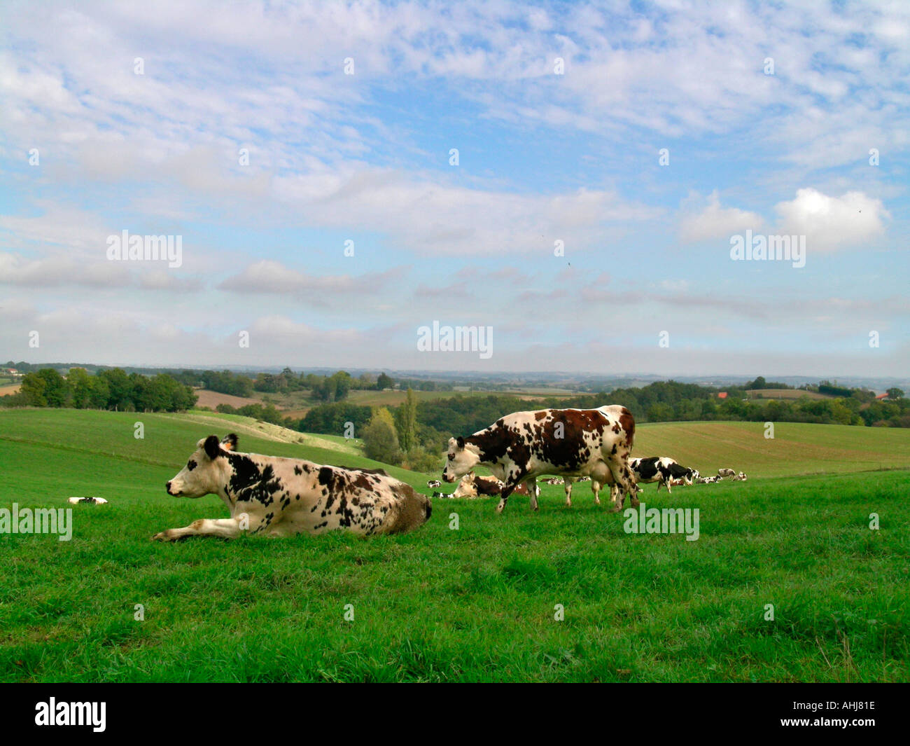 Vaches dans un pré en Gascogne France Banque D'Images