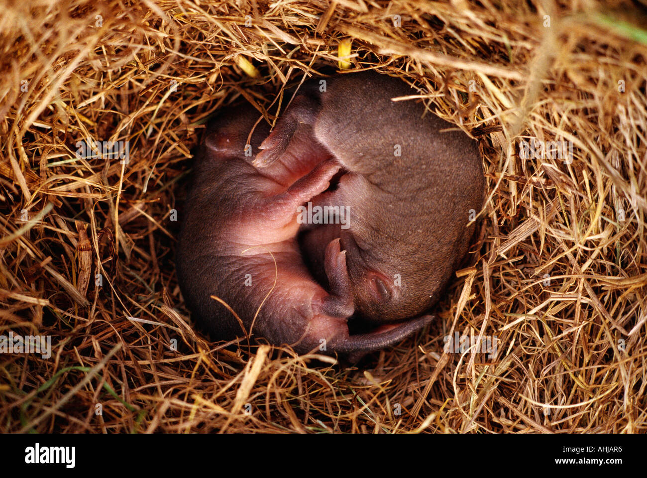 Close up of baby souris des champs dans le nid Banque D'Images