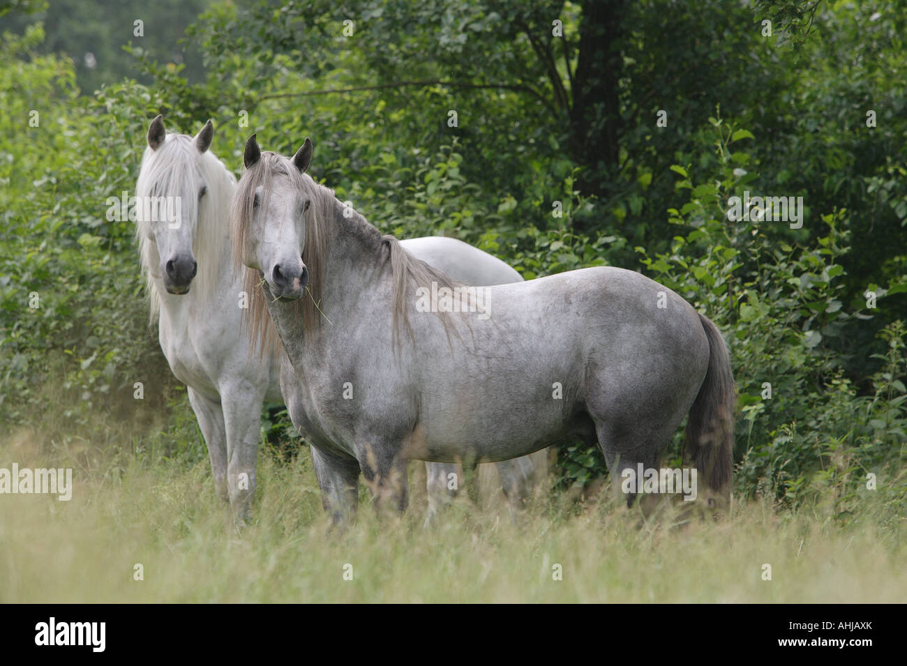 Deux Lusitanos - standing on meadow Banque D'Images