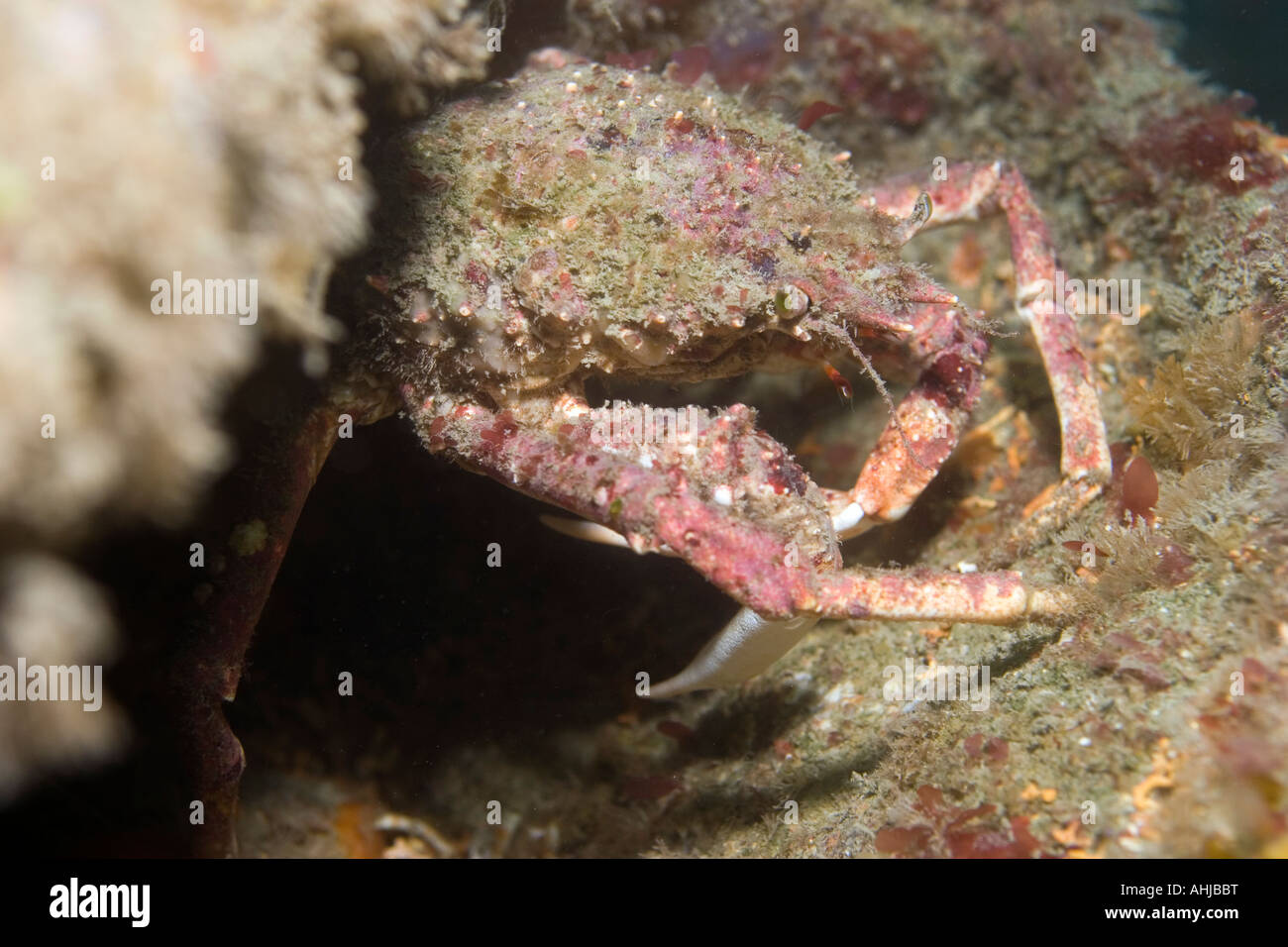 Araignée de mer au large de la côte de Cornwall, UK. Banque D'Images